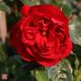 Rose 'Klettermaxe Florentina'