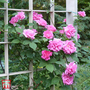 Rose 'Zéphirine Drouhin'