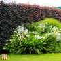 Copper Beech (Hedging)