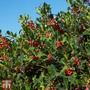 Holly (Hedging)