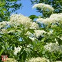 Elderberry (Hedging)