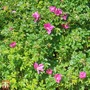 Ramanas Rose (Hedging)