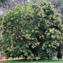 Sweet Chestnut (Hedging)