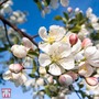 Crab apple (Hedging)