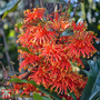 Stenocarpus sinuatus