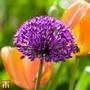 Allium 'Purple Sensation'