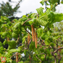 Corylus avellana 'Contorta'