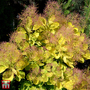 Cotinus coggygria 'Golden Spirit'