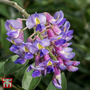 Wisteria macrostachya 'Blue Moon'