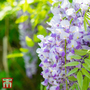 Wisteria macrostachya 'Aunt Dee'