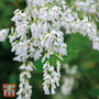 Wisteria macrostachya 'Clara Mack'