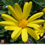 Euryops pectinatus