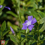 Vinca major 'Wojo's Gem'