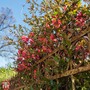 Chaenomeles 'Pink Storm'