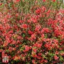 Chaenomeles 'Scarlet Storm'