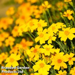 Marigold 'Golden Gem' - Easy Grow Seed Range