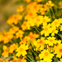 Marigold 'Golden Gem' - Seeds