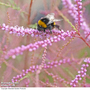 Tamarix ramosissima 'Rubra'