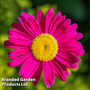 Tanacetum coccineum 'Robinson's Pink'