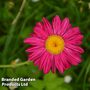 Tanacetum coccineum 'Robinson's Pink'