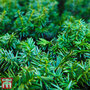 Taxus media 'Groenland'