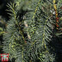 Taxus baccata 'Dovastoniana'