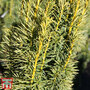 Taxus baccata 'Fastigiata Aurea Group'