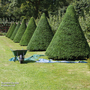 English Yew (Hedging)