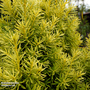 Taxus cuspidata 'Dwarf Bright Gold'