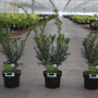 Taxus media 'Farmen'