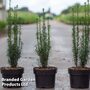 Taxus baccata 'Litfass'