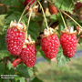 Tayberry 'Buckingham'