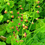 Tellima grandiflora