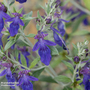 Teucrium fruticans 'Indyho'