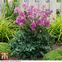 Thalictrum 'Little Pinkie'