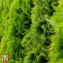 Thuja occidentalis 'Golden Smaragd'