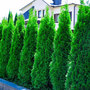 Thuja occidentalis 'Smaragd' (Hedging)