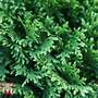 Thuja plicata 'Can-can'