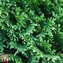 Thuja plicata 'Can Can'