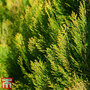 Thuja orientalis 'Pyramidalis Aurea'