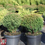 Thuja occidentalis 'Teddy'