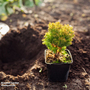 Thuja occidentalis 'Anniek'