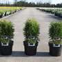 Thuja occidentalis 'Green Egg'