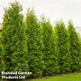 Thuja occidentalis 'King Of Brabant'