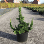 Thuja occidentalis 'Malonyana Holub'