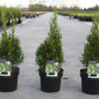 Thuja occidentalis 'Smaragd Variegata'