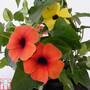 Thunbergia alata 'Arizona Trio'