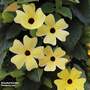 Thunbergia alata 'Sunny Susy Lemon Sunrise'