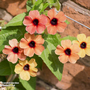 Thunbergia alata 'Salmon Shades' - Seeds