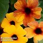 Thunbergia 'Sunny Susy Terracotta'